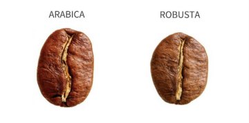 CAFÉ ROBUSTA