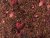 ROOIBOS BLEND